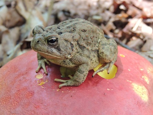 Fowler's Toad