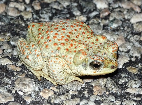 Red-spotted Toad