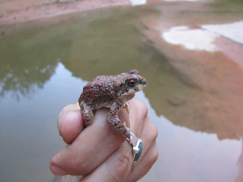 Red-spotted Toad