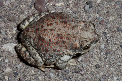 Red-spotted Toad