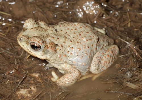 Red-spotted Toad