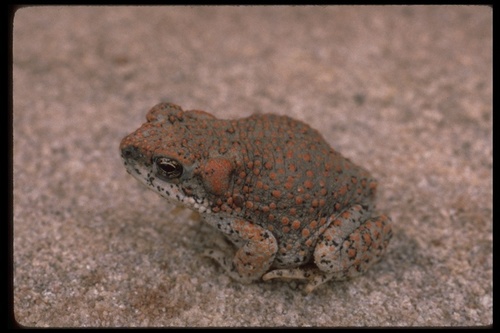 Red-spotted Toad