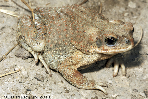 Red-spotted Toad