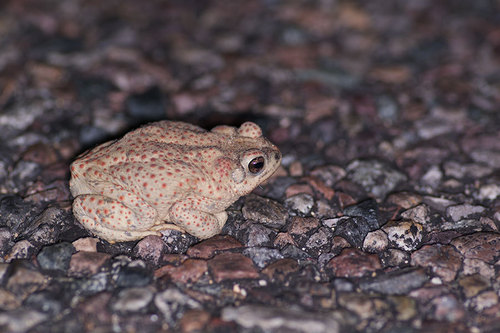Red-spotted Toad
