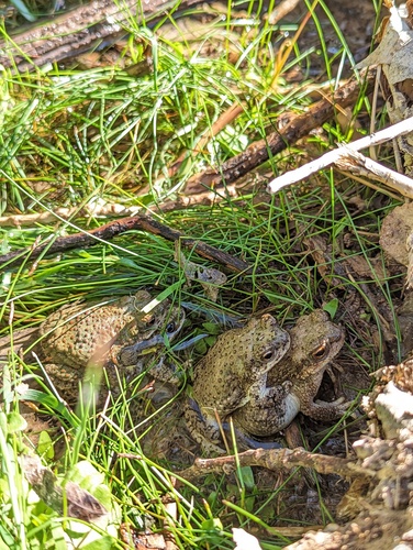 Red-spotted Toad