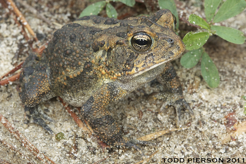 Southern Toad