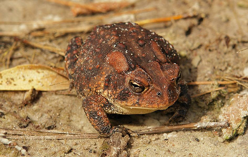 Southern Toad