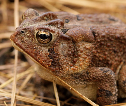 Southern Toad