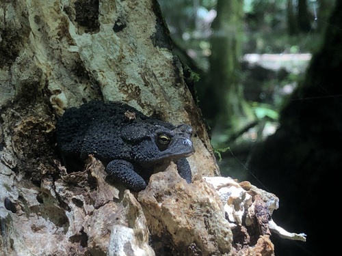 Southern Toad