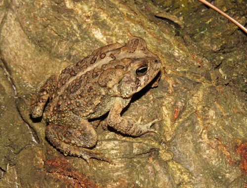 Southern Toad