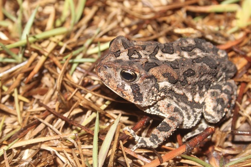 Southern Toad