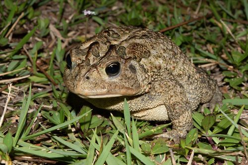 Southern Toad