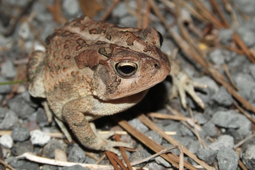 Southern Toad