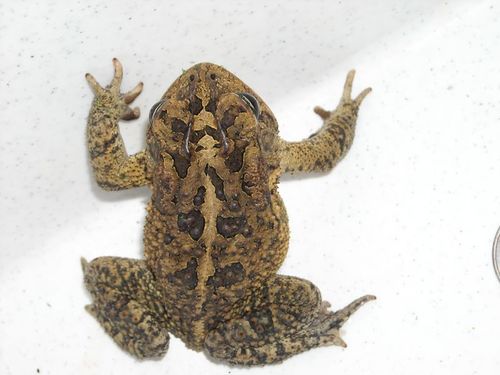 Southern Toad