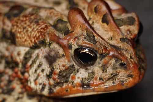 Southern Toad
