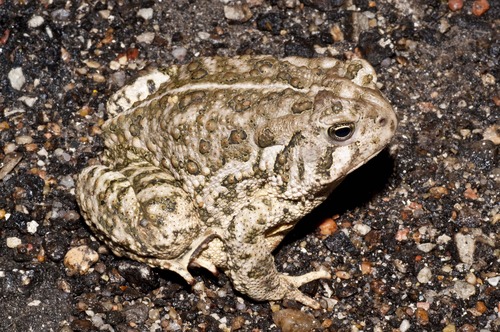 Woodhouse's Toad