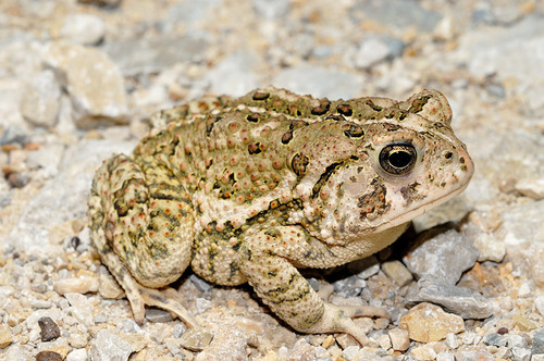 Woodhouse's Toad