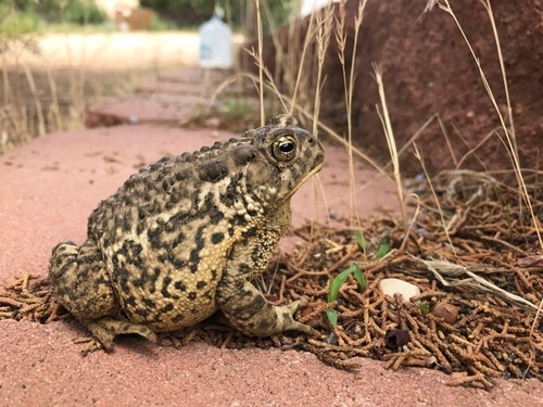 Woodhouse's Toad