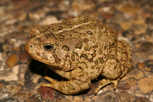 Woodhouse's Toad