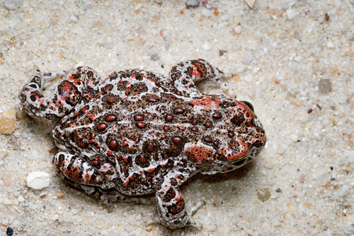Natterjack Toad