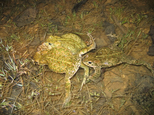 Natterjack Toad