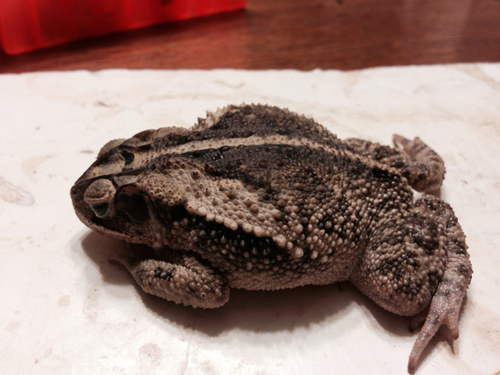 Gulf Coast Toad