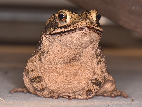 Gulf Coast Toad