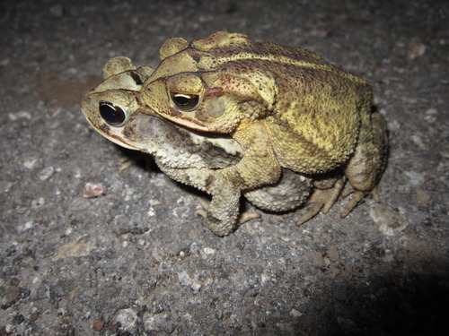Gulf Coast Toad
