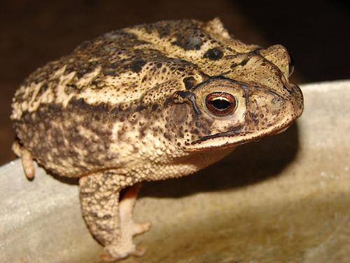 Gulf Coast Toad