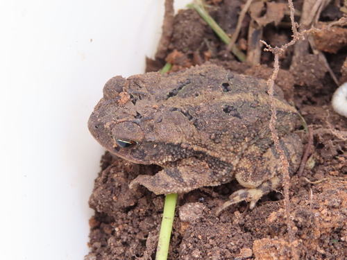 Gulf Coast Toad