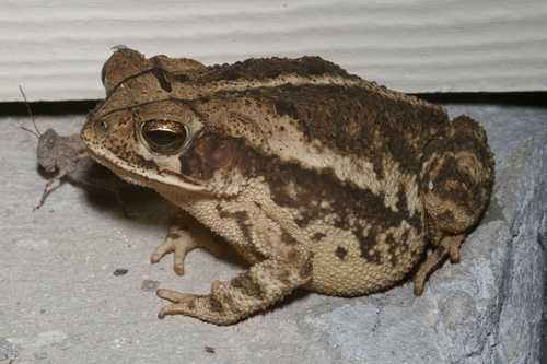 Gulf Coast Toad