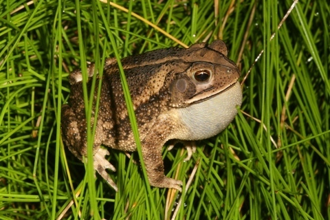 Gulf Coast Toad