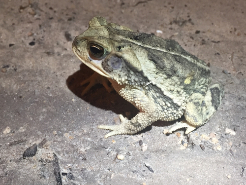 Gulf Coast Toad