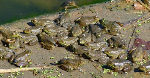 American Bullfrog