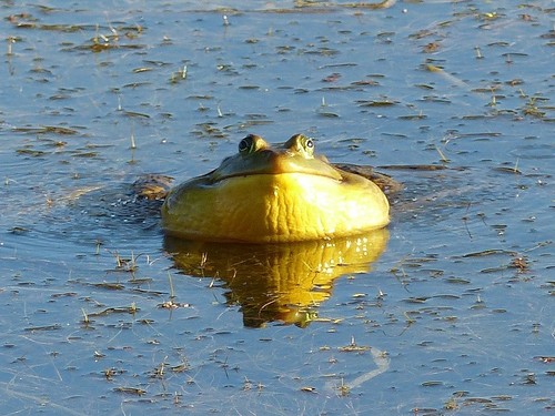 American Bullfrog