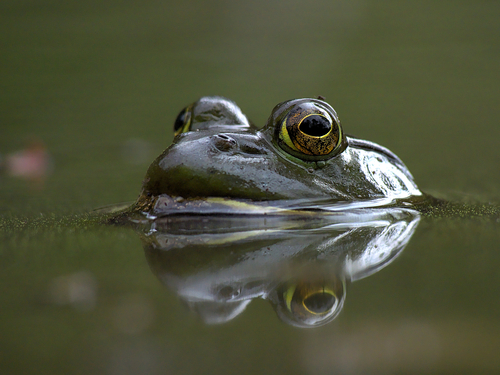 American Bullfrog