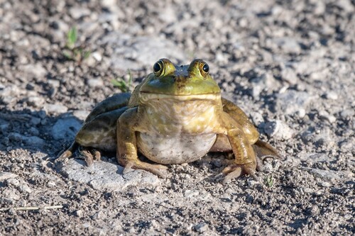 American Bullfrog
