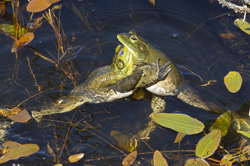 American Bullfrog