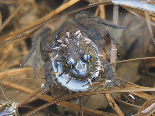 American Bullfrog