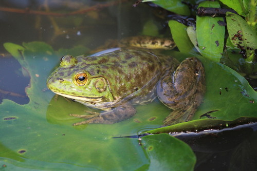 American Bullfrog