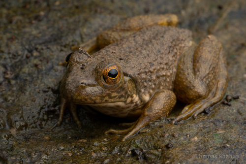 American Bullfrog