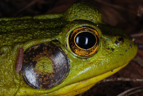 Green Frog