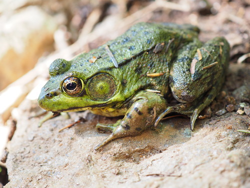 Green Frog