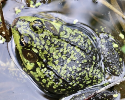 Green Frog