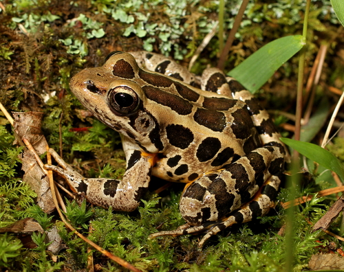 Pickerel Frog