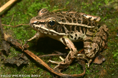 Pickerel Frog