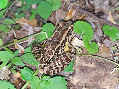 Pickerel Frog
