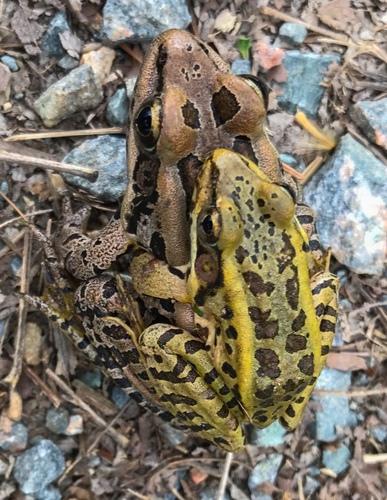Pickerel Frog