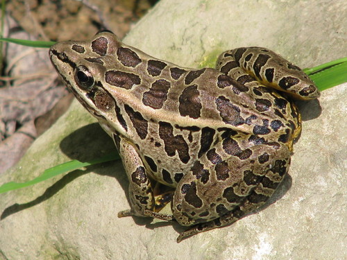 Pickerel Frog