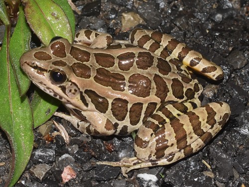 Pickerel Frog